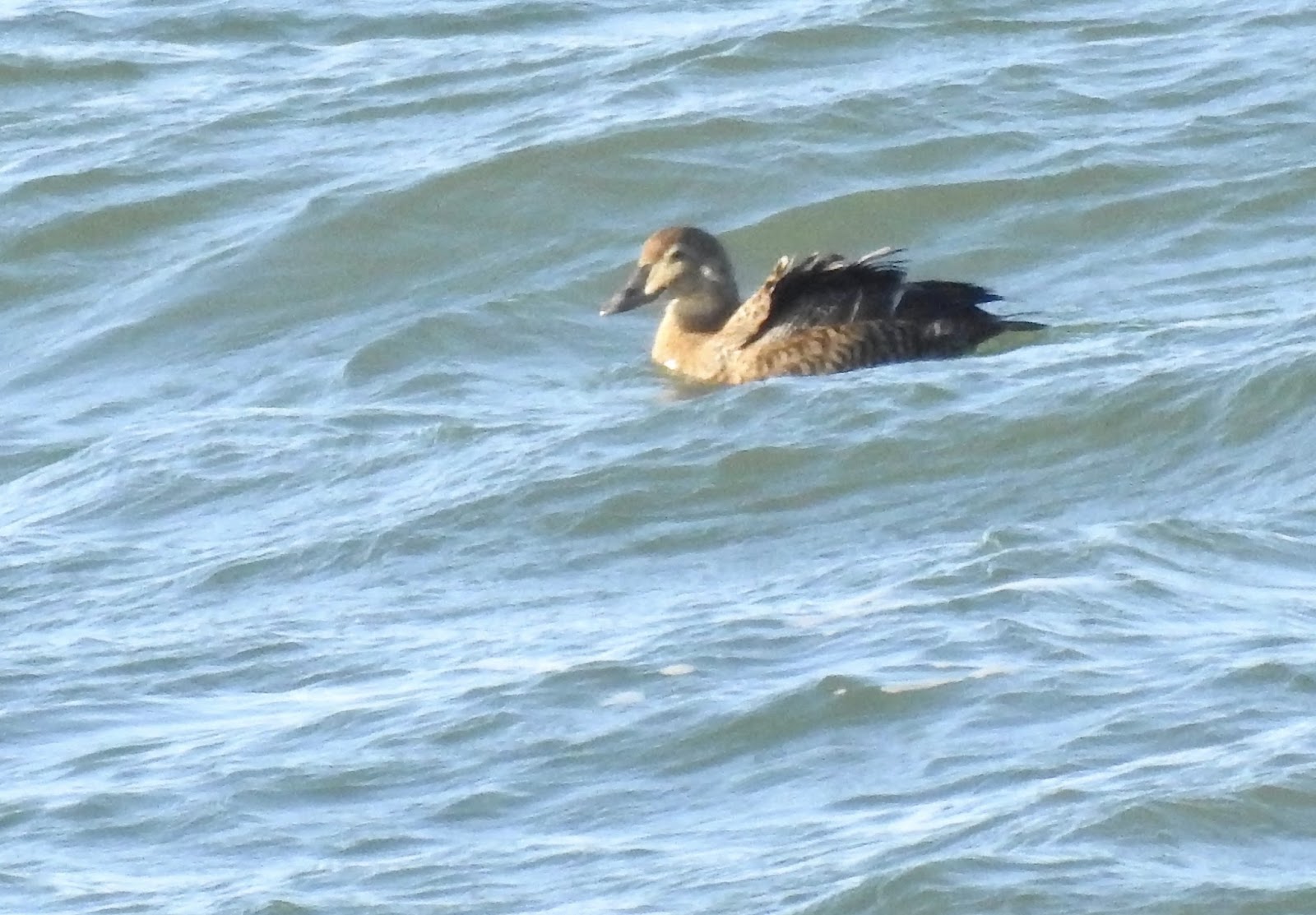 Bev's Nature Blog King Eider