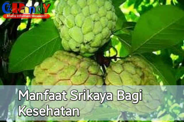  Buah Srikaya memiliki nama latin yakni Annona squamosa dan tanaman yang tergolong ke dala vii Manfaat Buah Srikaya Bagi Kesehatan
