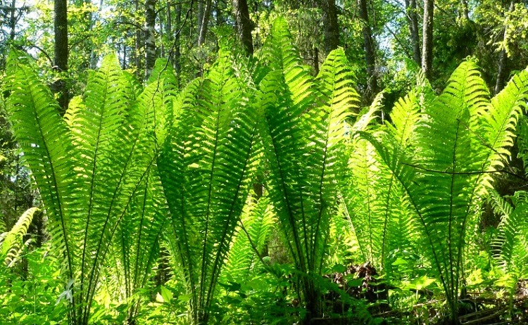 shuttlecock outdoor landscaping