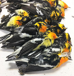 birds skyscraper storm hitting die barry birder