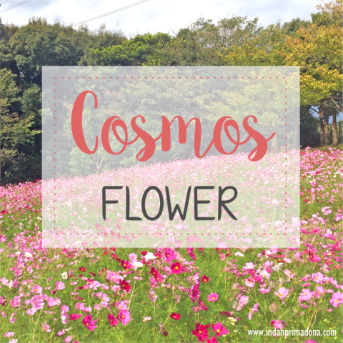 cosmos flower, festival cosmos, bunga cosmos