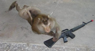 Funny Monkeys With Gun