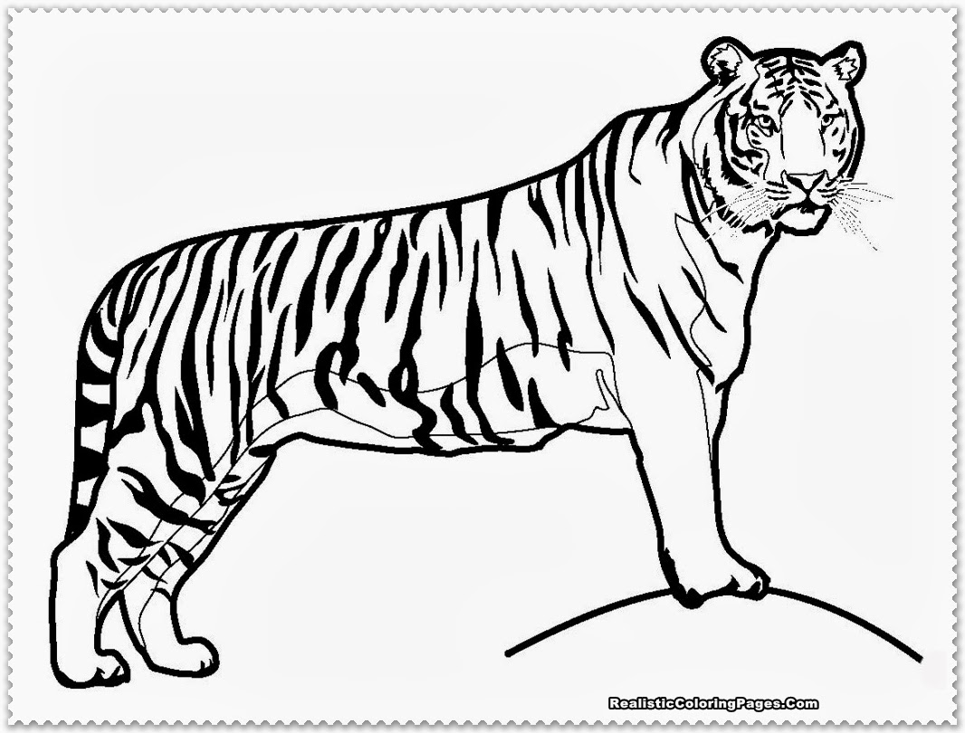 Realistic Tiger Coloring Pages Realistic Coloring Pages