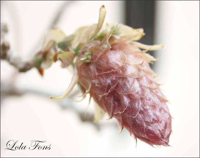 Pensando Jardines: BROTES