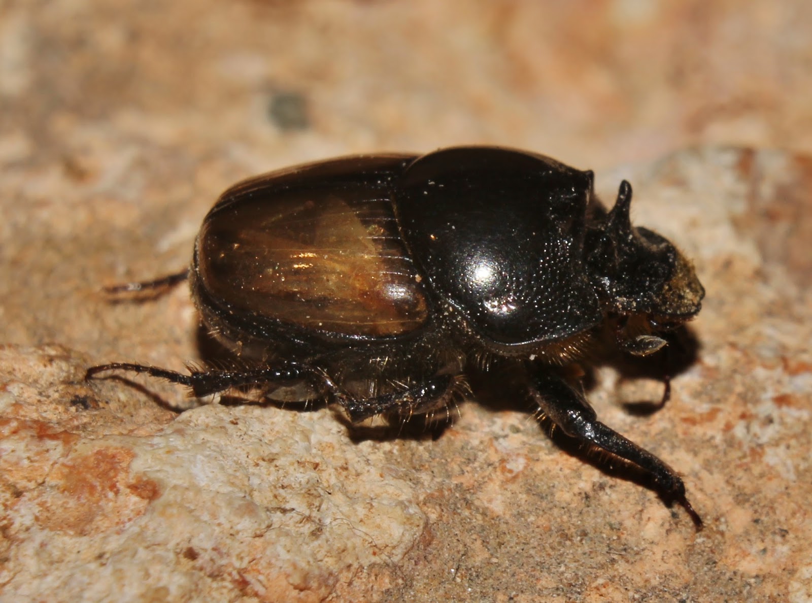 Biodiversity of Cyprus by NGO Protection of the Natural Heritage and