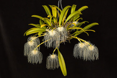 Bulbophyllum medusae care and culture