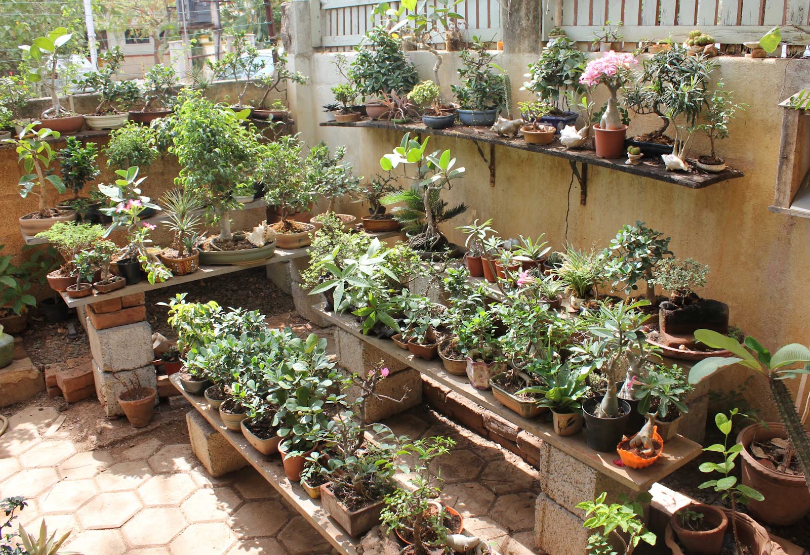 Bonsai Skosh More of bonsai in Chennai