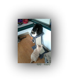 pet supplies plus muzzle