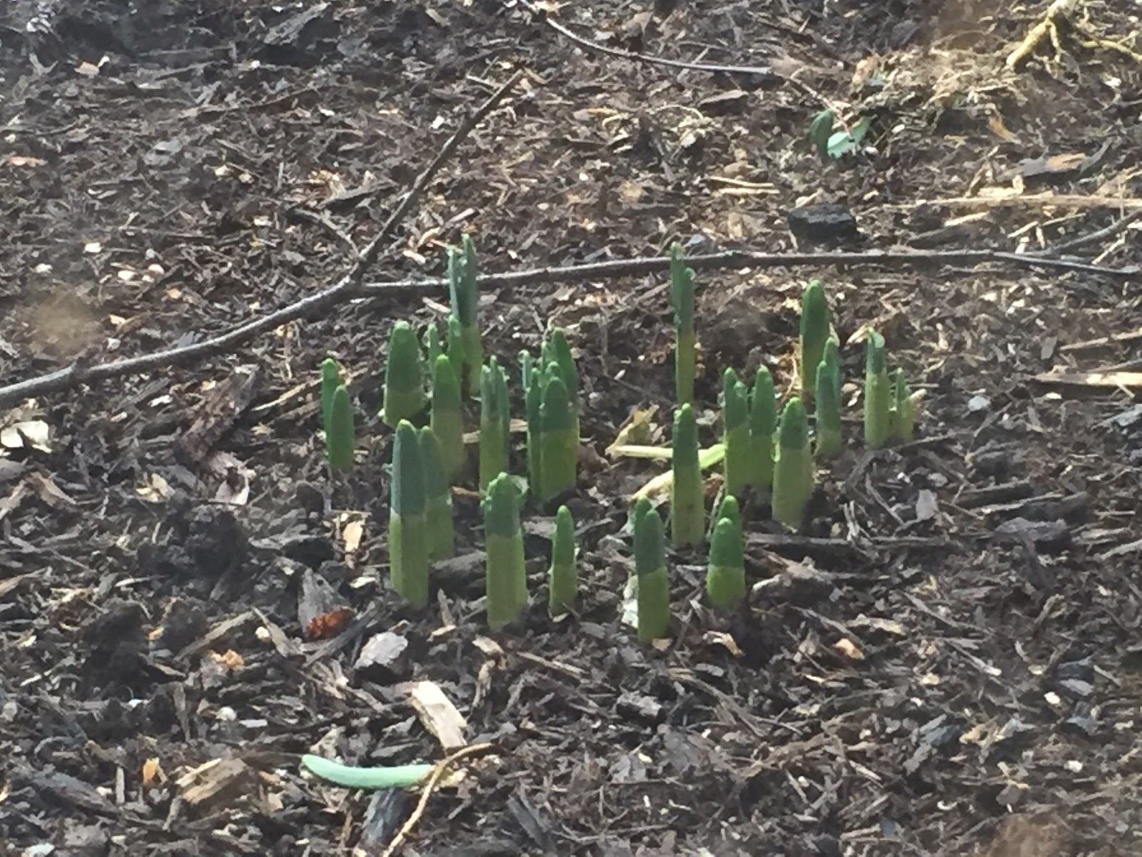 Warm December Tricked Bulbs to False Start [Backyard Neophyte