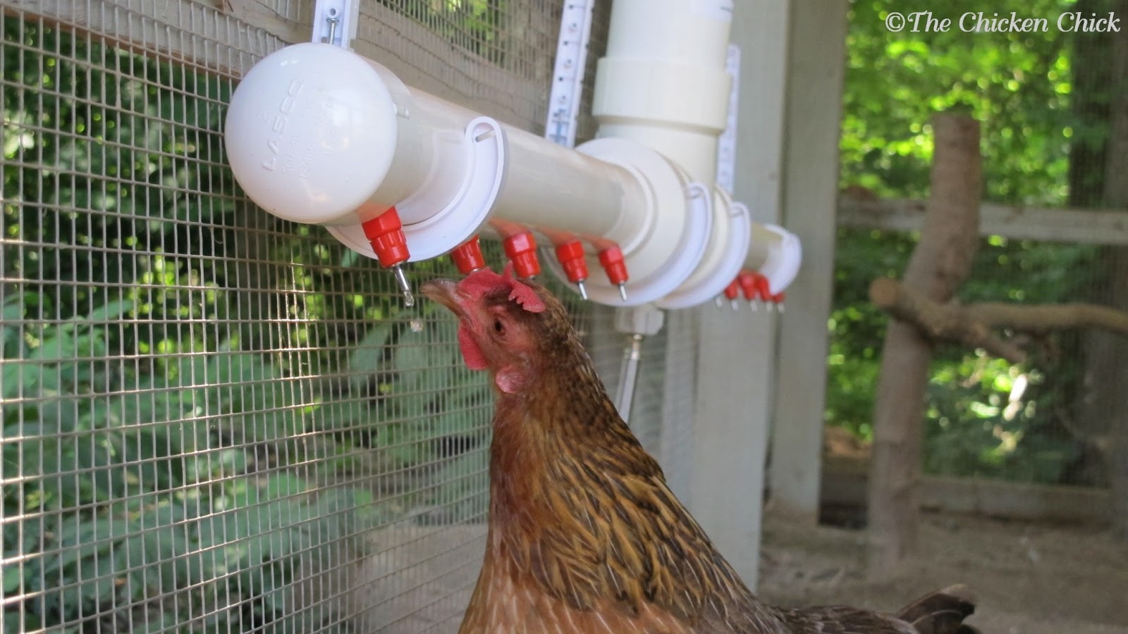 poultry nipple watering system keeps water free from roden droppings ...