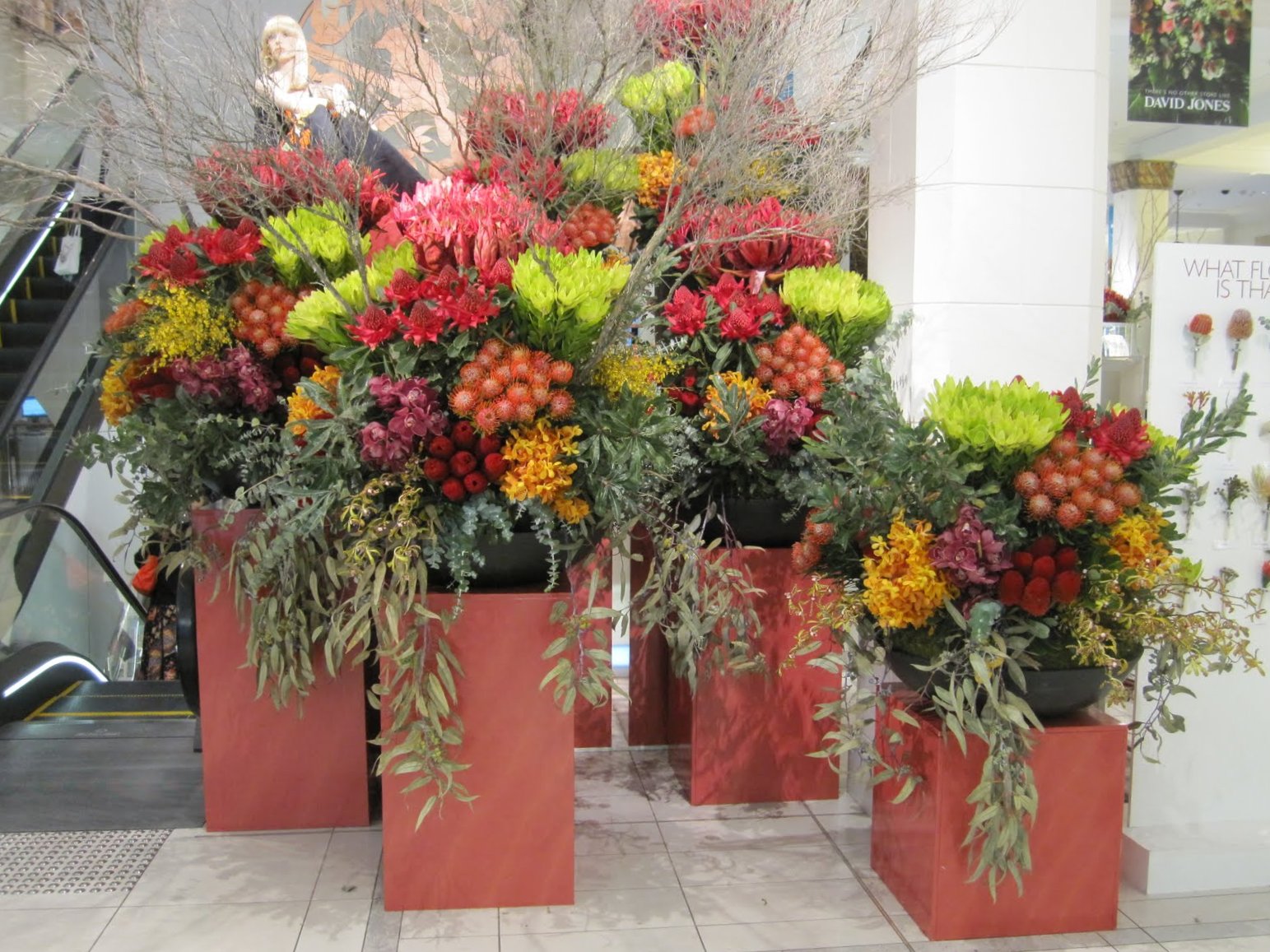 Sydney City and Suburbs Spring Flowers at David Jones department store