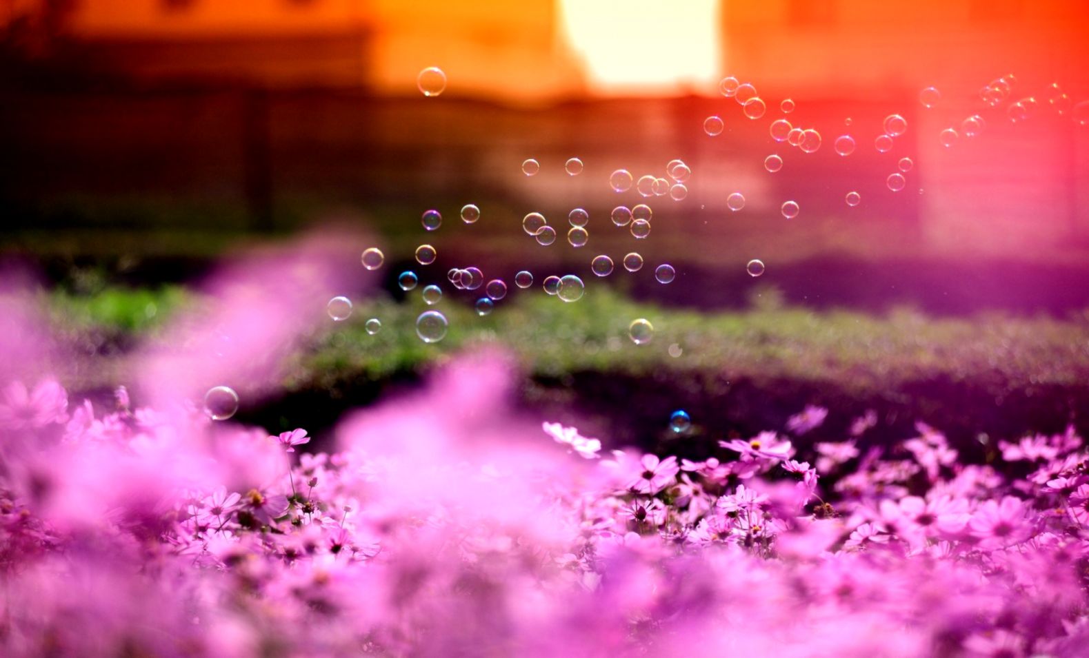 Flowers Pink Bubbles Sun Nature Hd Wallpaper