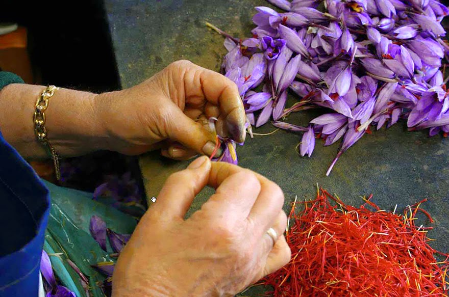 Do You Know What Your Favorite Foods Look Like While Growing - Saffron (the most expensive spice in the world).