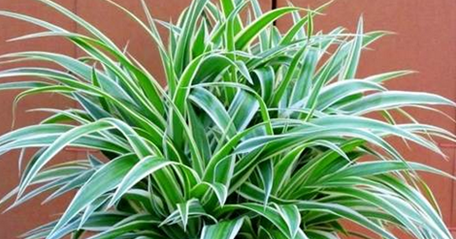 Terbaru 40+ Nama Latin Tanaman Hias Batang