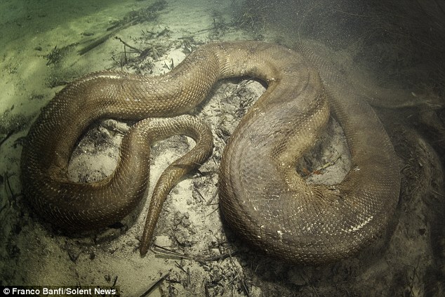 Unbelievable 26 Foot Anaconda Found In Mato Grosso Brazil Unusual Facts unbelievable-26-foot-anaconda-found-in-mato-grosso-brazil-unusual-facts