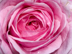 pink rose background roses flowers backgrounds wallpapers desktop frankenstein crazy pale flower dew nice pretty beautifull visit diamonds widescreen res