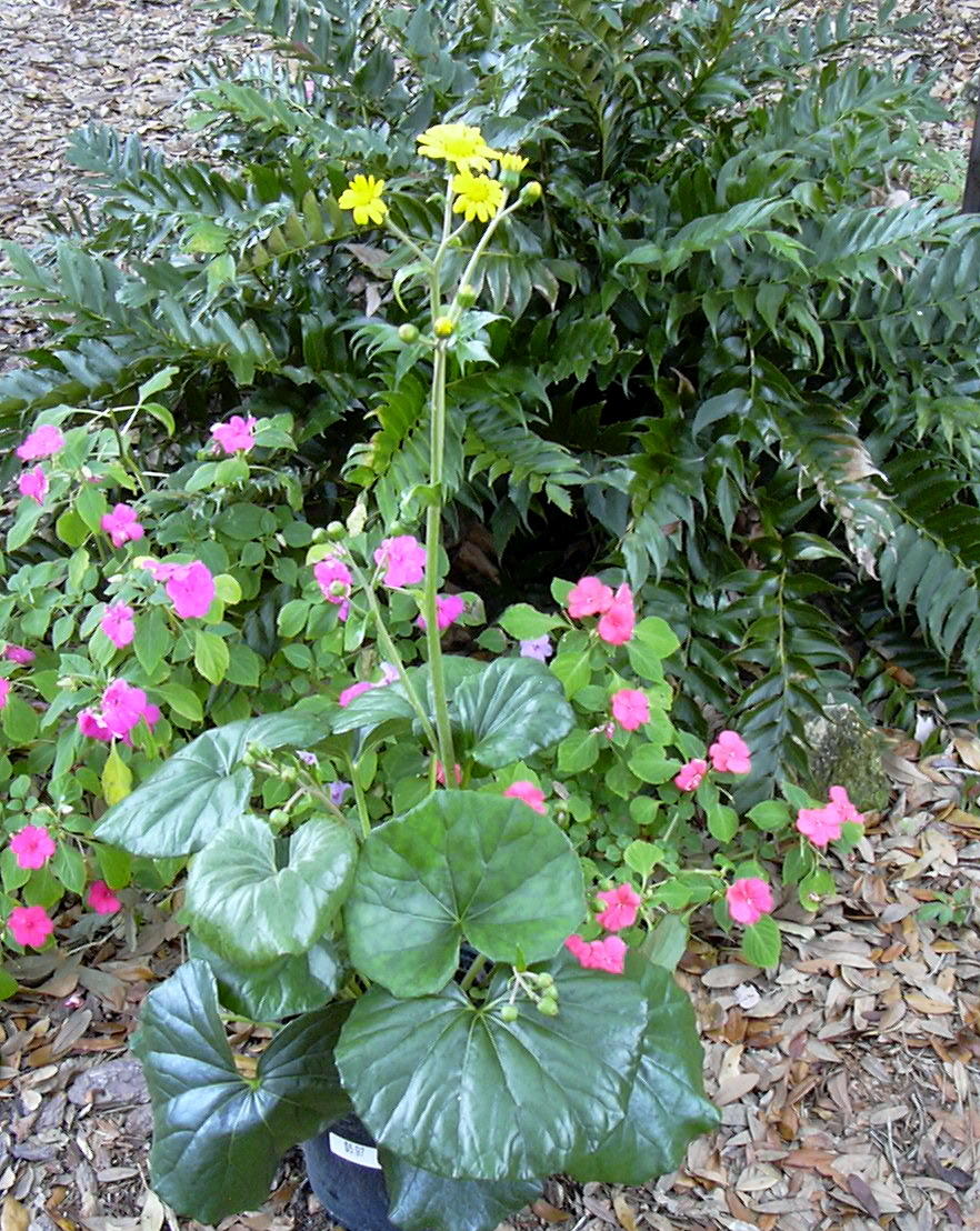 Garden On Fourth Street Tractor Seat