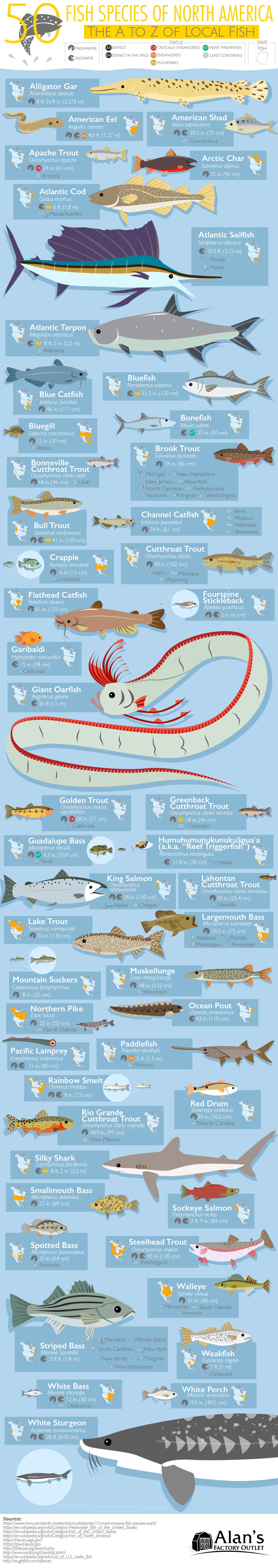 50 Fish Species of North America: The A to Z of Local Fish #Infographic