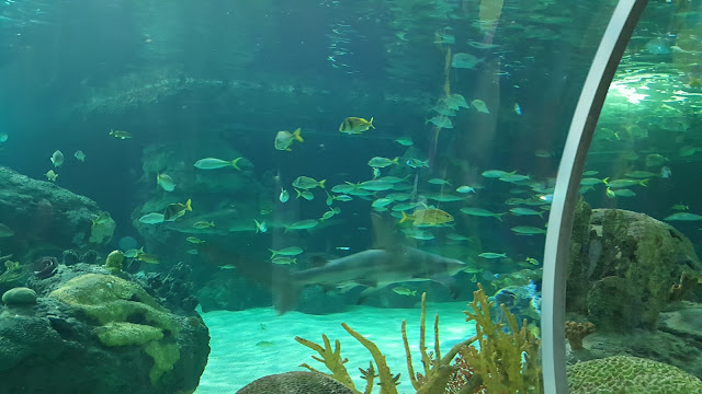 aquarium-tunnel