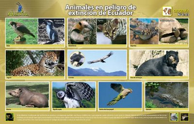 Animales en peligro de extinción: ANIMALES EN PELIGRO DE EXTINCION DE ...