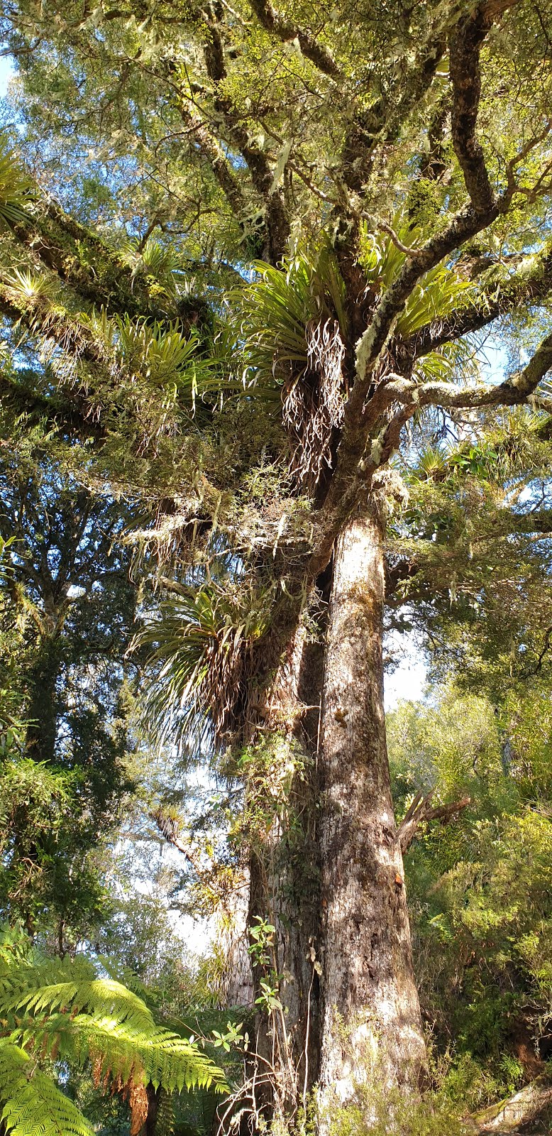 Black beech in Pukekura Park, New Plymouth