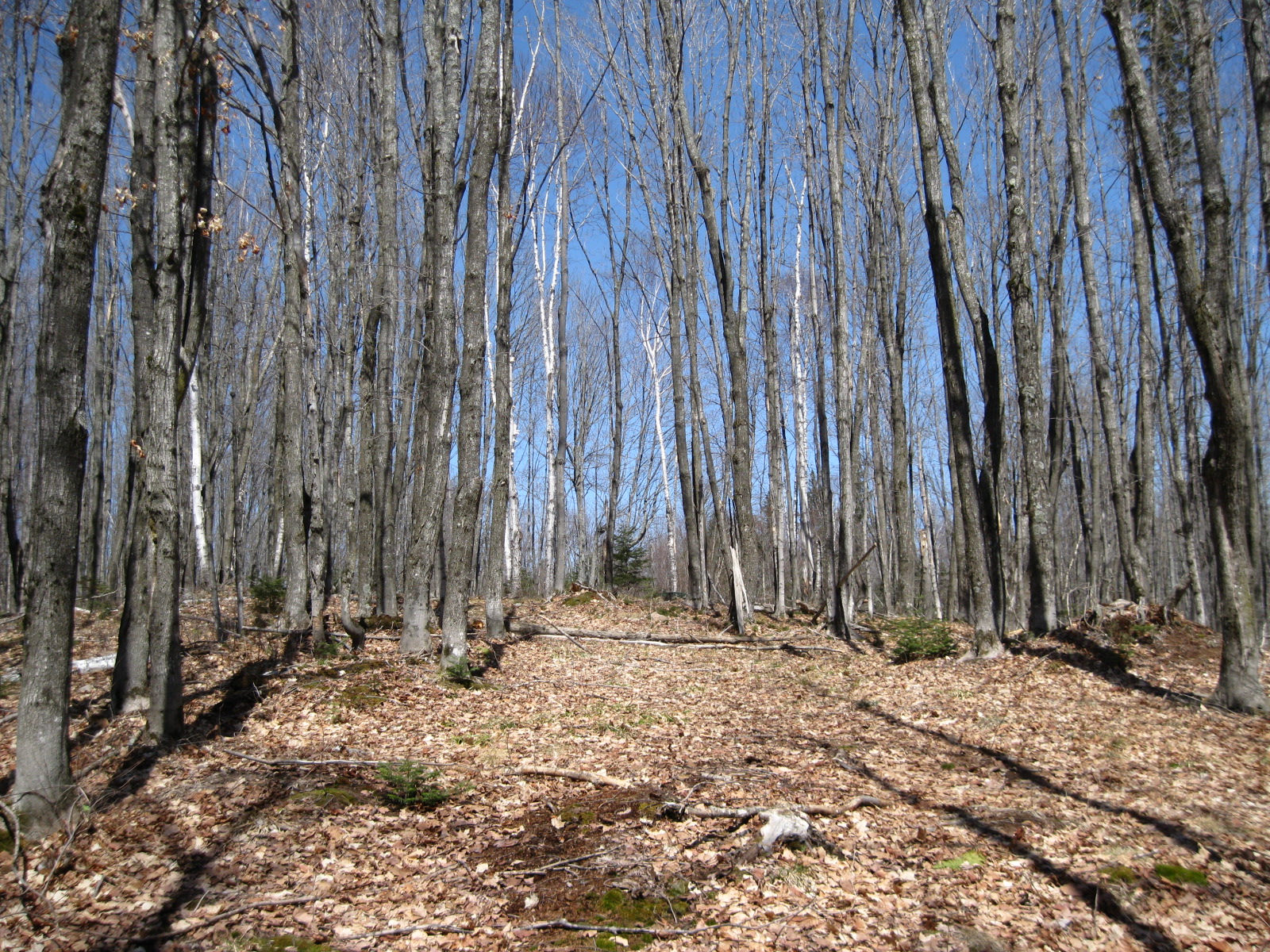 Upper Peninsula Real Estate Michigan Qualified Forest Program