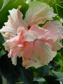 High Heaven tropical hibiscus rosa sinensis Centennial Park Conservatory by garden muses-not another Toronto gardening blog