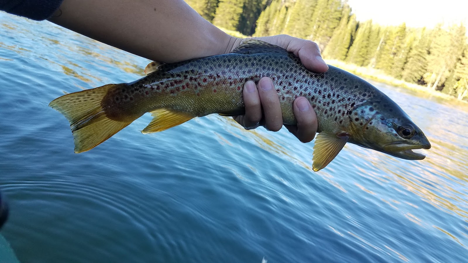 Keep Calm and Fly Fish Manzanita Lake Camping Trip