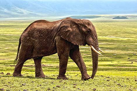 Essay on elephants