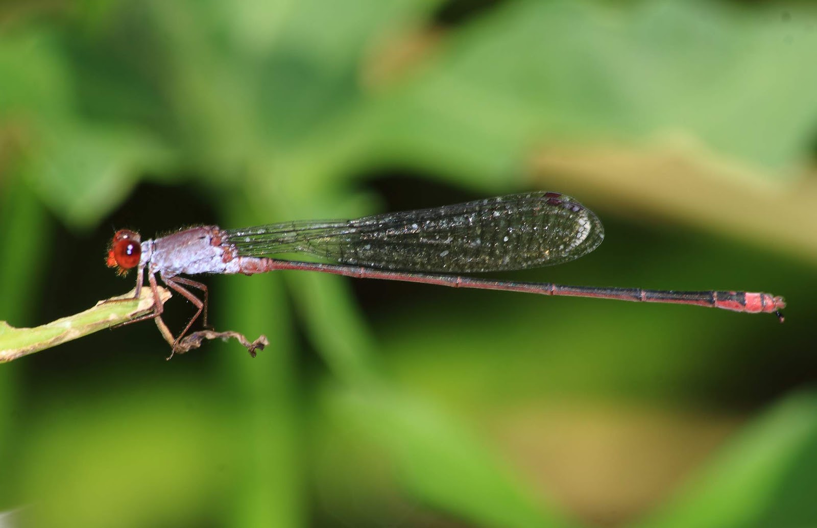 Dragonflies and Darmselfies of Sumbawa Pseudagrion pruinosum