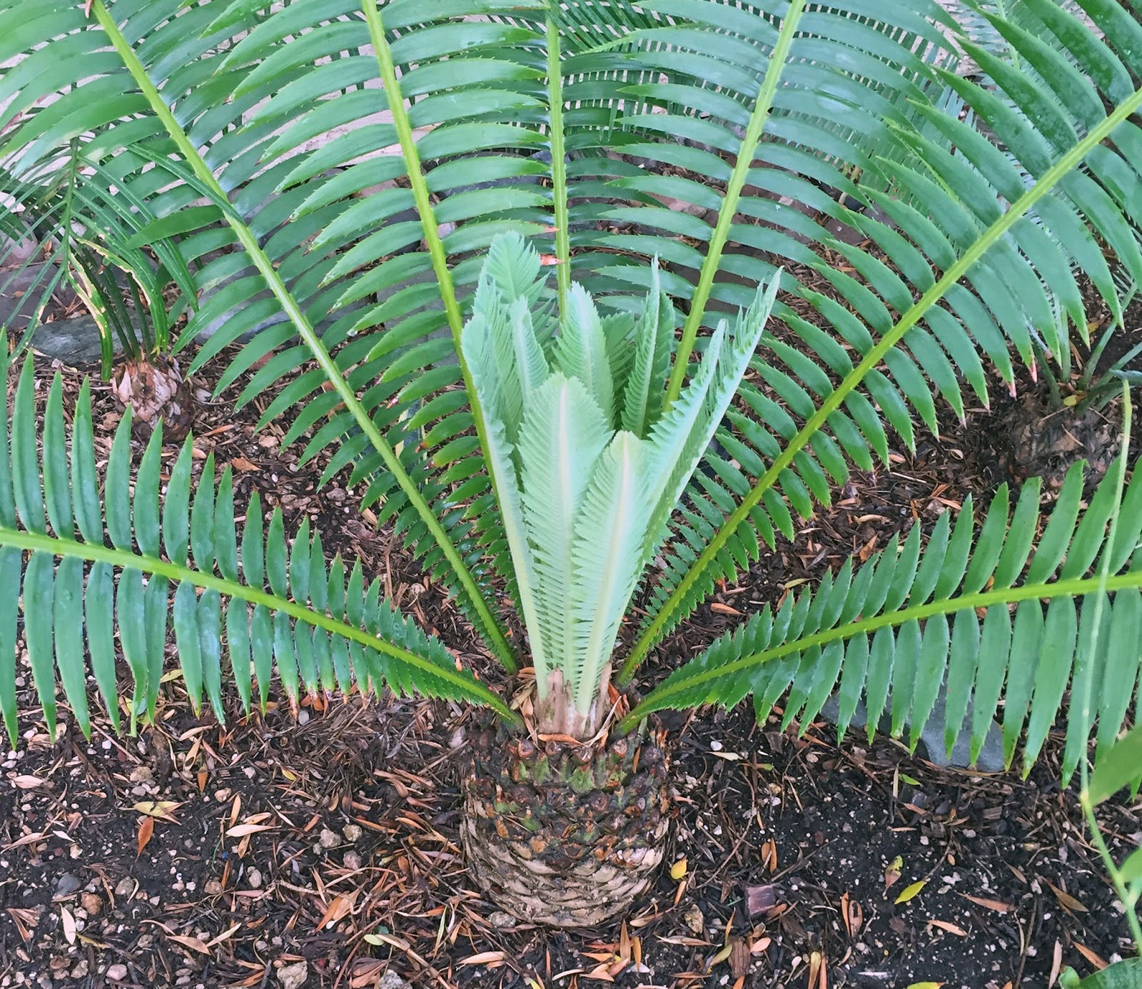 Brad's Tropical Paradise What a cycad flush is