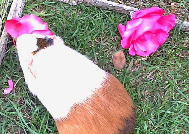 Homenaje a Lulú, comiendo Rosas, que tanto le gustaban