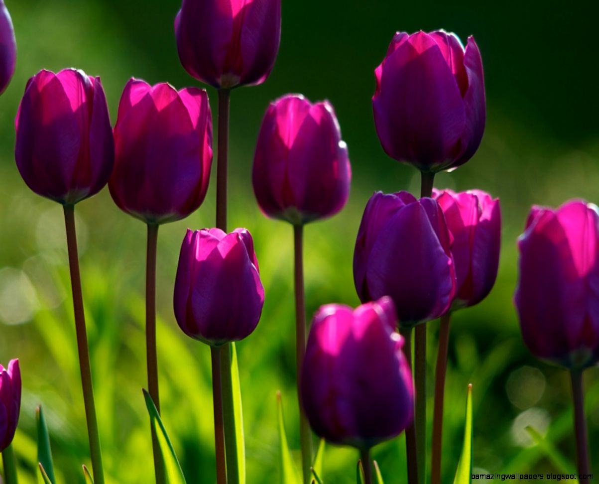 1280x1024 Summer purple tulips Wallpaper