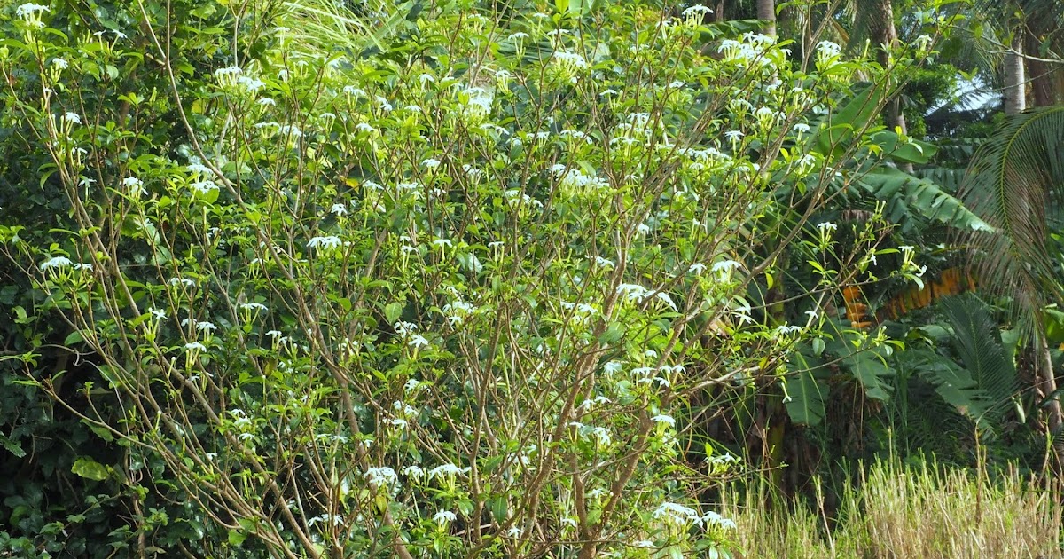Pure Oxygen Generators: Endemic Plant Pandakaki