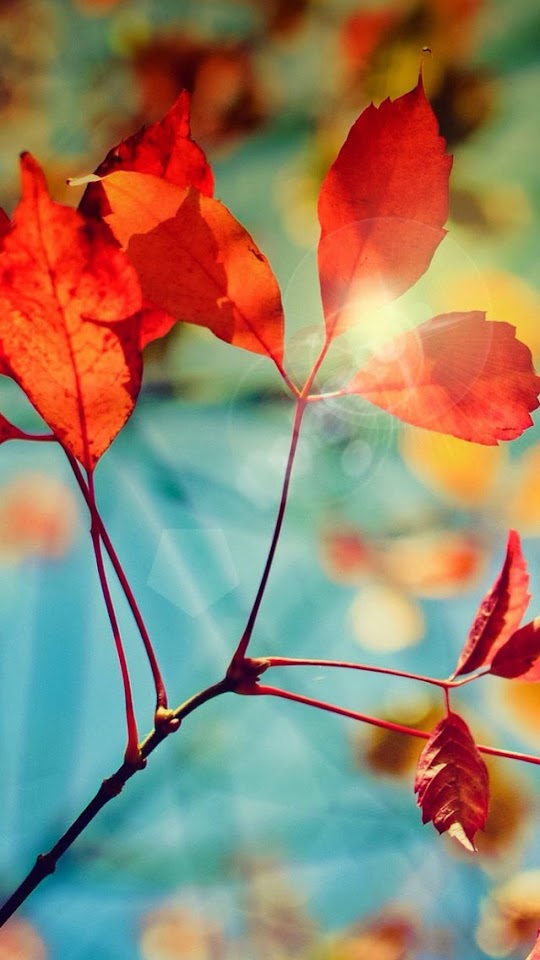   Red Leaves with Halos   Android Best Wallpaper