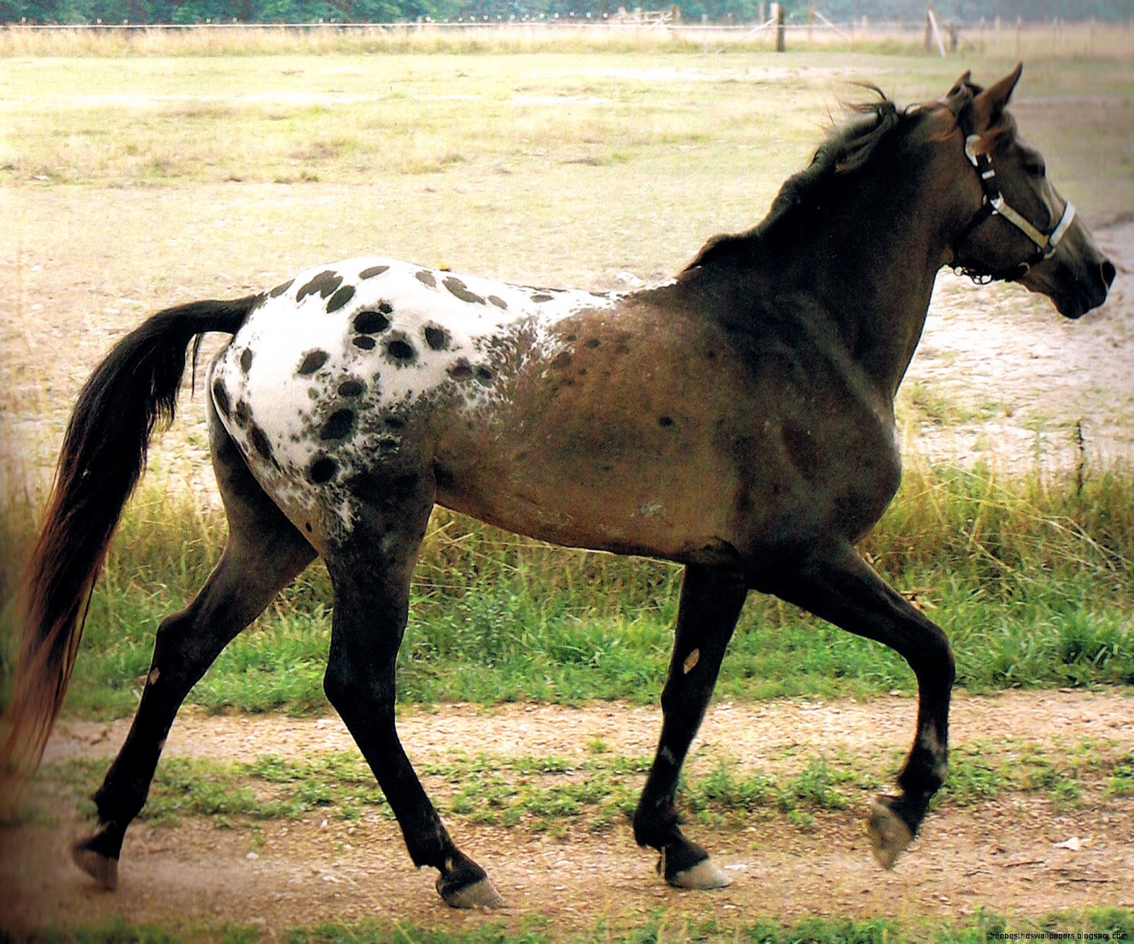 Black and White Horse Breeds