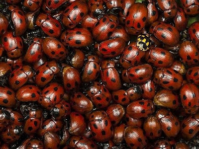 Catarinas Mariquitas Ladybugs Ladybird Wallpapers