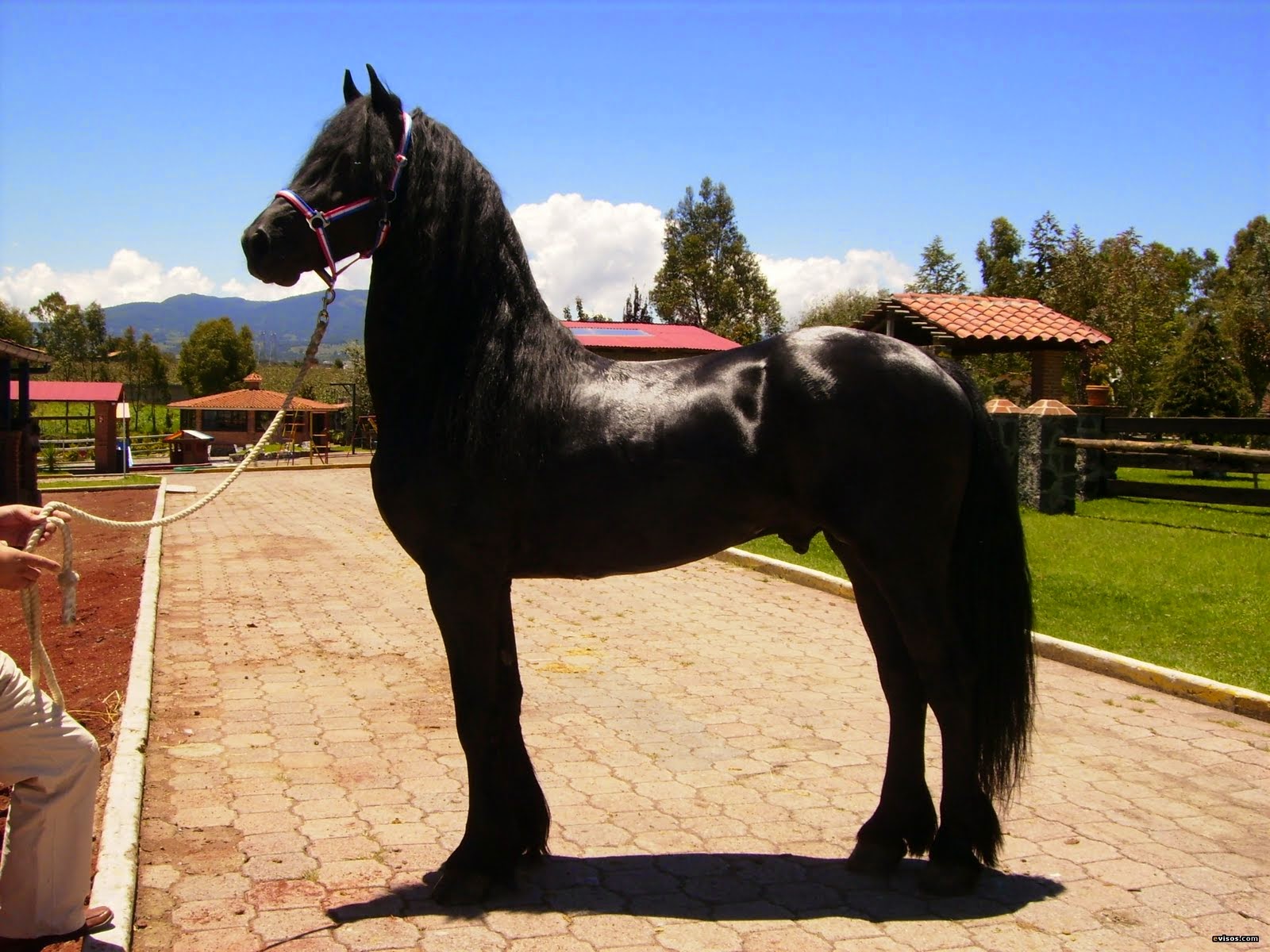 caballos lo mejor: Caballos Lo Mejor