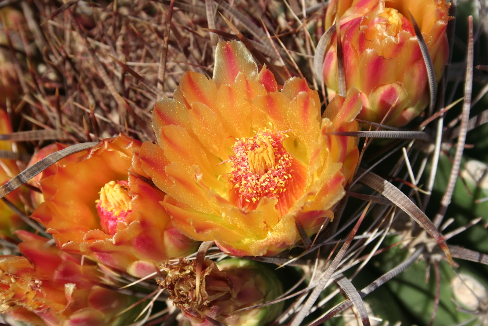 Barrel Cactus Part 2 biologyglossary
