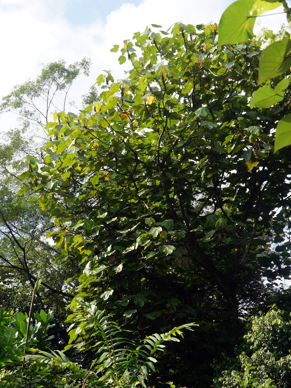 Riverine Parks Macaranga gigantea