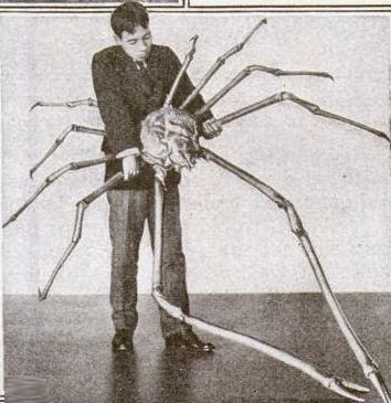 man+holds+male+japanese+spider+crab.jpg