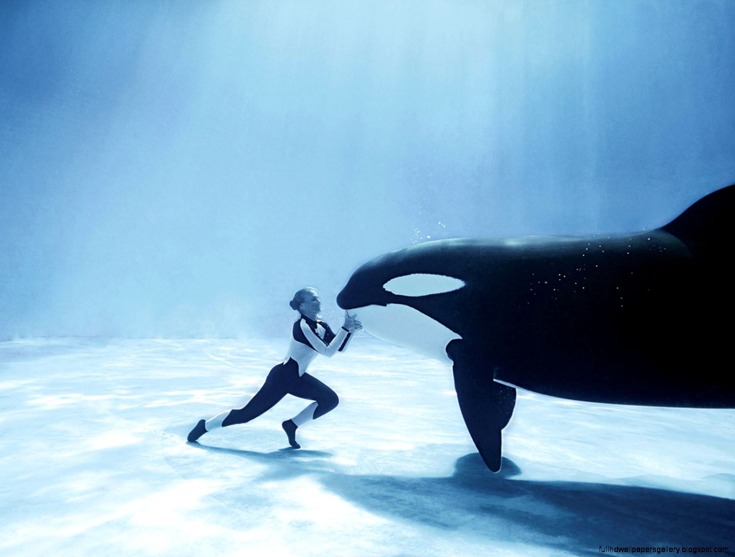 Orca Killer Whale Underwater