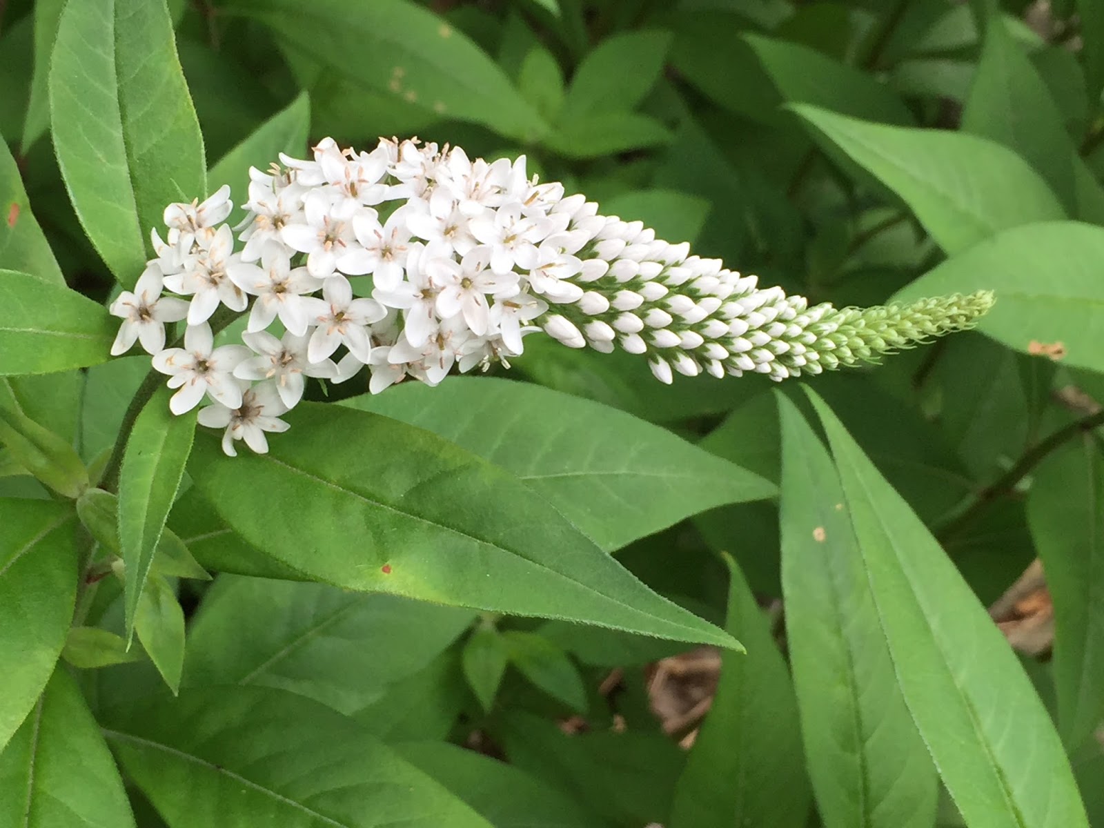 Beefsteak Begonia Propagate Stem Cuttings