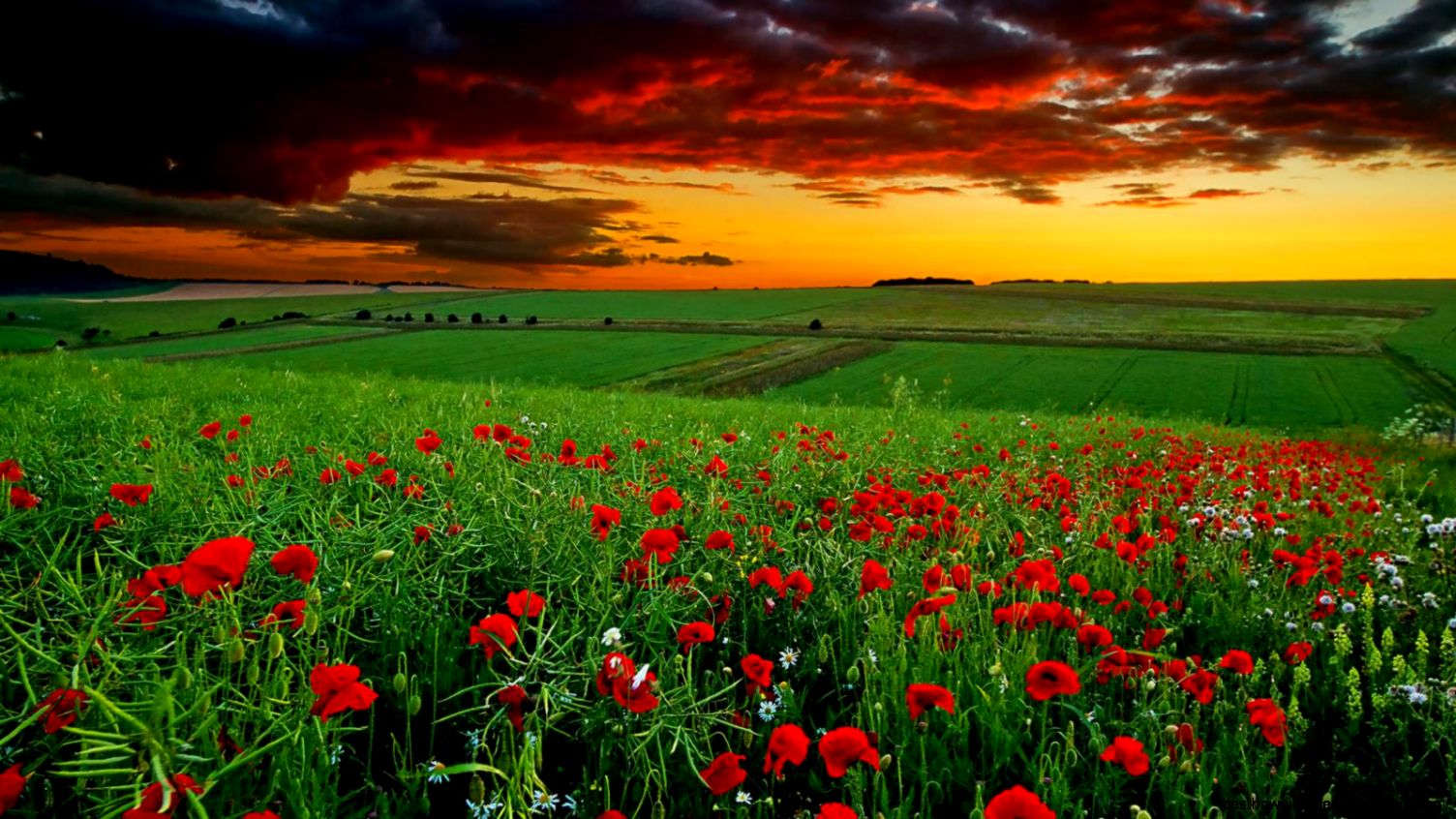 Full HD Nature Wallpapers 1080p Desktop in Green Landscape with