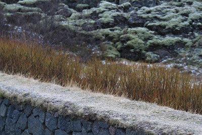 Layers in Þingvellir (Thingvellir Park): sod on a wall, Tea-Leaved Willow (Salix pylicifolia) in orange browns, and Woolly Fringe Moss in the background.