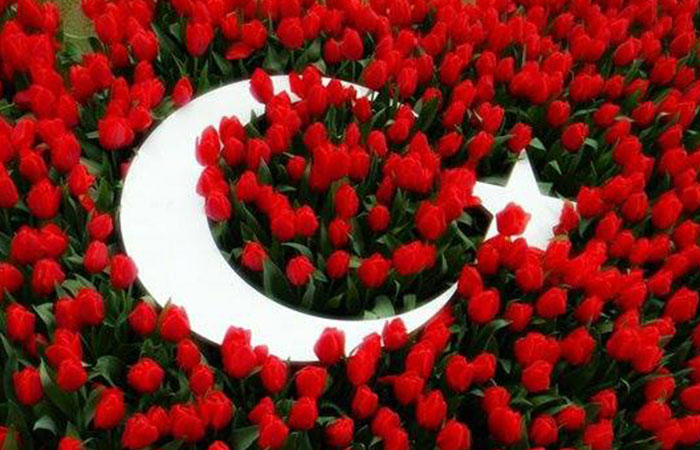 Turk bayragi gul resimleri 2