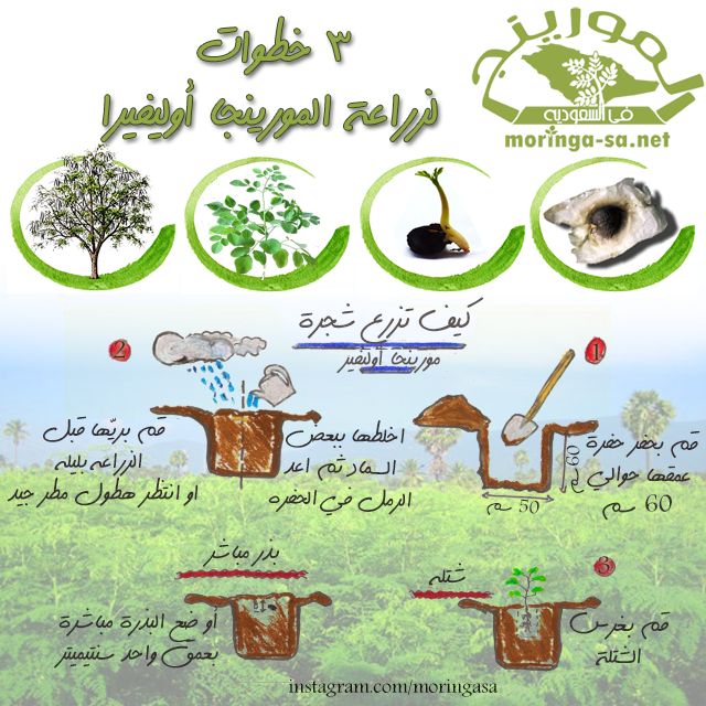 ليبيا زراعة بستنة تنسيق حدائق Agriculture Horticulture