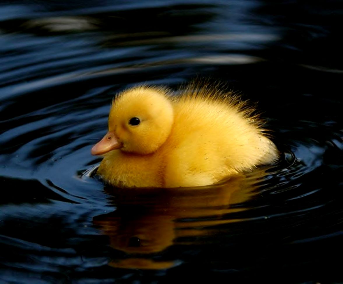 Cute Baby Duck