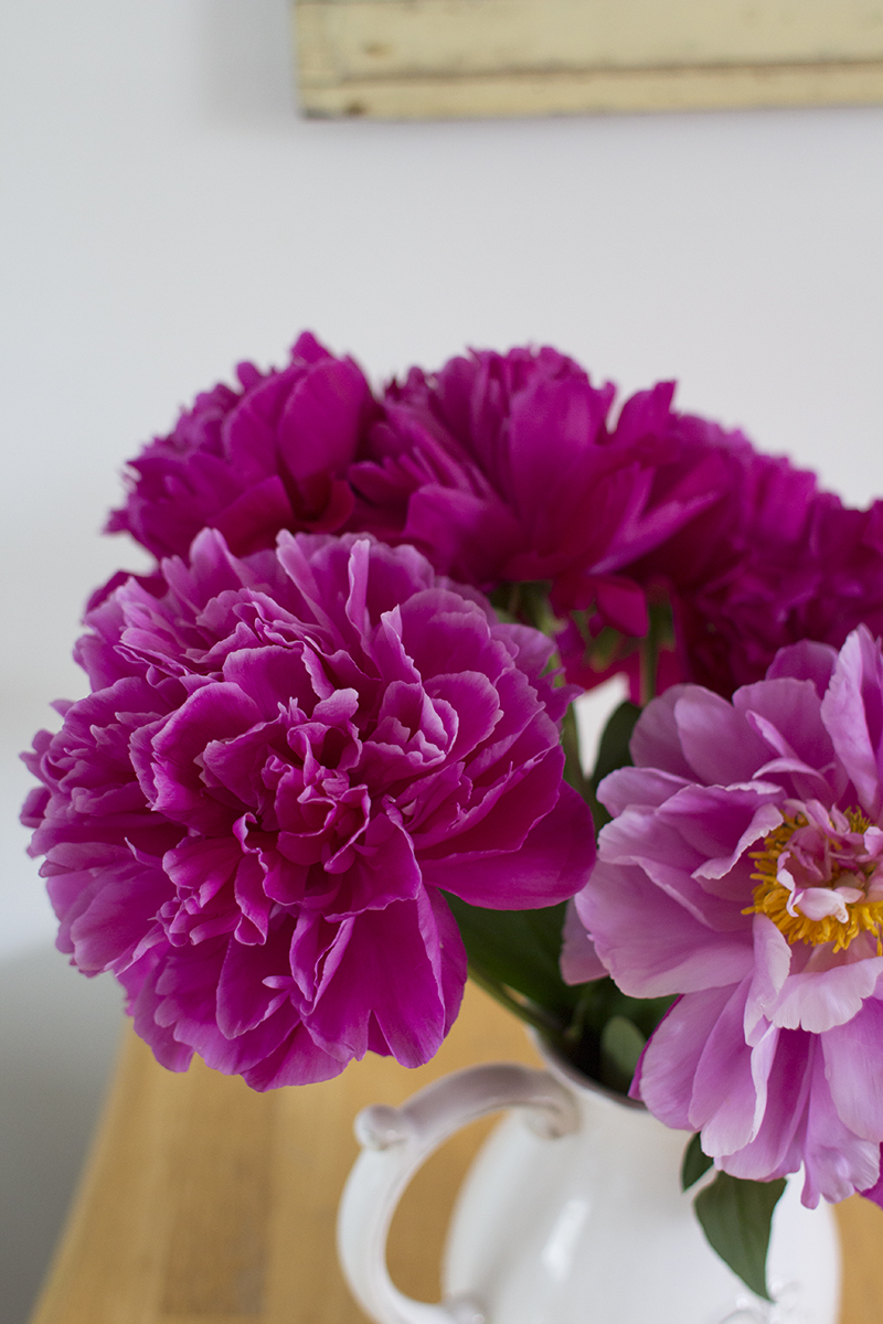 The Phytophactor Friday Fabulous Flower Another Yellow Peony