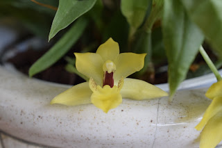 , Promenea Xanthina, diarid'orchidee